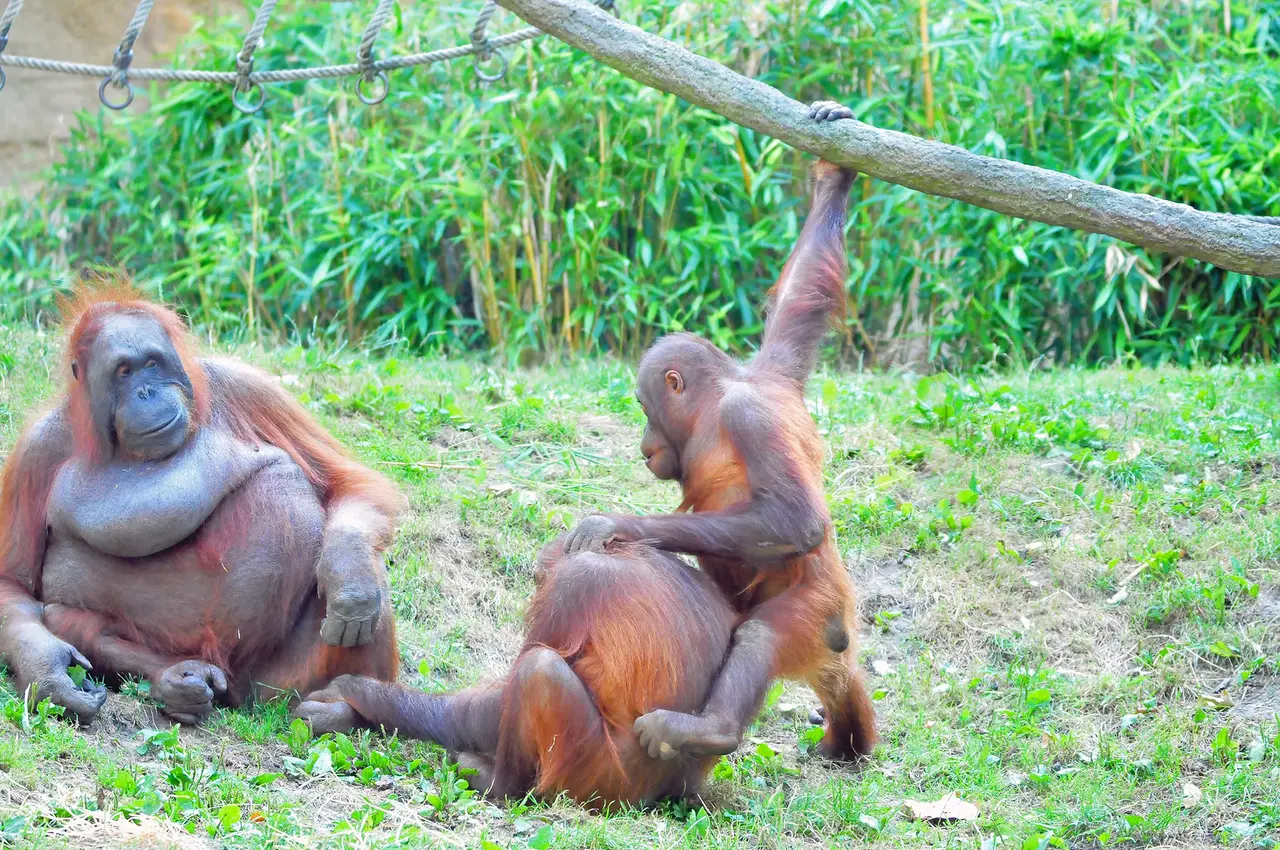 Foto mehrerer Orang-Utans.