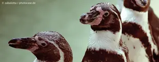 Das Bild zeigt drei Pinguine aus der Nähe, mit detaillierter Ansicht ihres Federkleides und ihrer Gesichter. Sie stehen in einer Gruppe und blicken in verschiedene Richtungen.