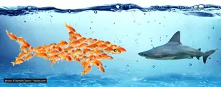 Eine Gruppe Goldfische formt gemeinsam die Silhouette eines großen Fisches und schwimmt einem Hai entgegen, symbolisch für Zusammenhalt und Teamstärke.